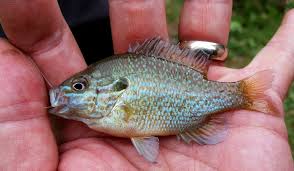 Image result for Agelanthus longipes