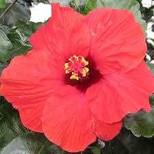 Image result for Hibiscus Red 2016 Vito