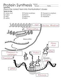 Student exploration rna and protein synthesis â€¦. 22 Protein Synthesis Ideas Teaching Biology Biology Classroom Biology