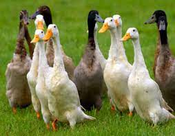 A good reason to start a homestead ducks for eggs farm is because they are easier than chickens. Natural Pest Control For Gardens With Ducks