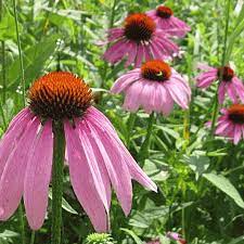 Purple Coneflower Seeds Echinacea Purpurea Seeds