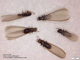 Unfortunately, all homes, regardless of their construction type, can provide cellulose. Plant Insect Diagnostic Clinic Update May 05 2017 Horticulture And Home Pest News