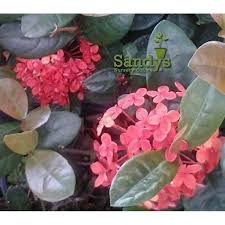 Image result for Ixora hartiana