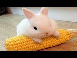 The funny rabbit is sitting on the orange animal carrier and holding the dandelion leaf in its mouth. Funny And Cute Baby Bunny Rabbit Videos Baby Animal Video Compilation 2019 Youtube
