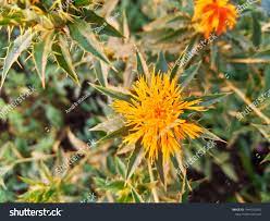 Carthamus Tinctorius Safflower False Saffron Saffron Stock Photo Edit Now 1644132043