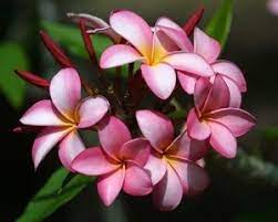 Pin On Flowers