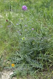 Image result for Carduus