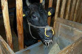 Raising Wagyu Cattle In Japan