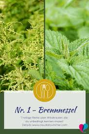 7 Wildrauter Die Du Unbedingt Kennen Musst Die Brennnessel Teil 1 In 2020 Krauterpflanzen Brennnessel Gartenarten
