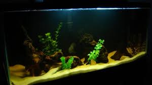 Driftwood toothpicks for aquarium diy. How To Incorporate Driftwood Into Your Natural Aquarium Or Fish Tank Pethelpful