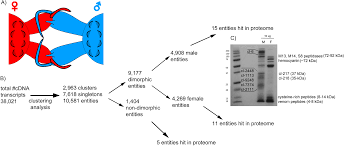 Sexually Dimorphic Venom Proteins In Long Jawed Orb Weaving