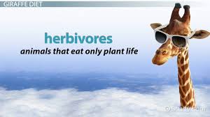 Giraffes need to be ready to run away when predators approach.during mating season, the male giraffe nudges the females behind to induce urination. Giraffe Habitat Facts Lesson For Kids Video Lesson Transcript Study Com