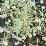 Image result for Hypertelis cerviana