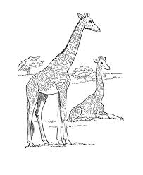 Get crafts, coloring pages, lessons, and more! Giraffe Color Sheets