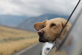 Silver valley kennels of prescott arizona has akc registered silver and charcoal gray labrador retriever puppies for sale. Dog Smelling Pictures Download Free Images On Unsplash