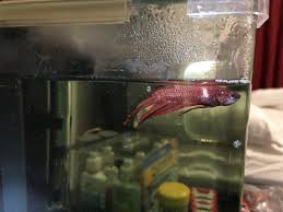 Sick betta, episode 25 of my betta babies in webtoon. Please Help Is My Betta Sick How Can I Get Him Back To Full Health My Aquarium Club