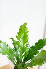 Image result for Asplenium