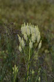 Image result for Hebenstretia