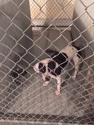 Check spelling or type a new query. Nc Public Animal Shelter Report 2020 Annual Cat And Dog Euthanasia Numbers The Grey Area News