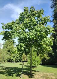 Image result for Firmiana