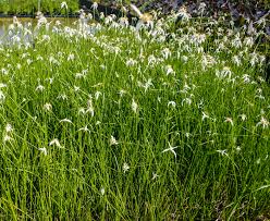 Image result for Rhynchospora gracillima