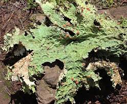 Image result for Laurembergia