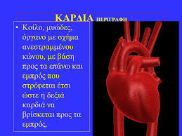 Αυτομελα και ειρμοι κατ' ηχον με ακούσματα. Anatomia Fysiologia Agrotikwn Zwwn Ppt Katebasma