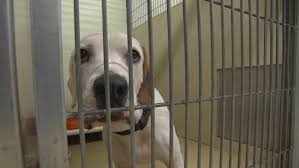 Learn more about indianapolis animal care services in indianapolis, in, and search the available pets they have up for adoption on petfinder. Shelter S Deck The Paws Fee Free Adoption Event Set For This Weekend Wthr Com