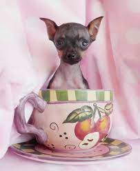 Tiny Miniature Pinscher Puppies At Teacups Puppies Miniature Pinscher Puppy Teacup Puppies Puppies