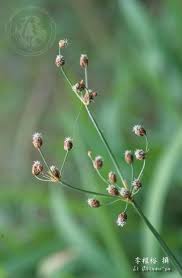 Image result for Fimbristylis quinquangularis