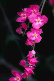 Image result for Antigonon leptopus