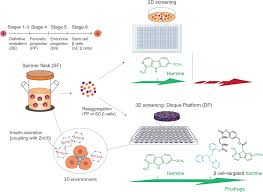 Maybe you would like to learn more about one of these? A 3d Culture Platform Enables Development Of Zinc Binding Prodrugs For Targeted Proliferation Of B Cells Science Advances