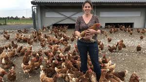 L'oeuf a éclos pour donner naissance à un poussin. Frelinghien Les 700 Poules Pondeuses Bios D Elisabeth Catteau Ont Toutes Trouve Leur Famille D Accueil