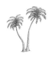 How To Draw A Palm Tree Kids can draw palm tree drawing outline easily. how to draw a palm tree