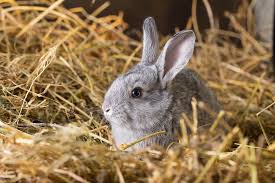Some bunnies will prefer paper for litter and straw for bedding, for example, so there may be more than one solution to the perfect environment. 8 Best Rabbit Bedding Products In 2021 Pet Territory