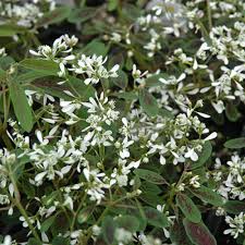 Image result for Euphorbia hypericifolia