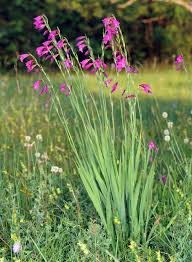 Image result for Gladiolus microspicatus