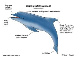 Scientific Classification Bottlenose Dolphin