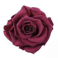 Die rose aus ecuador zeichnet sich durch große köpfe, spezielle farben und eine langlebigkeit aus. Konservierte Rosen Aus Ecuador Ecuador Forever