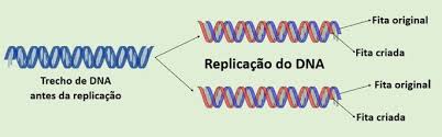 Replicação (duplicação) do DNA: o que é, processo e exercícios - Toda  Matéria