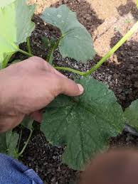 Image result for thrips damage on cucumber