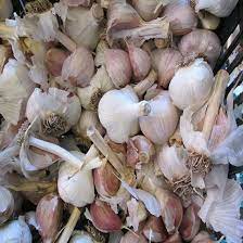 Growing Gourmet Garlic Mother Earth News Garlic Planting Herbs Organic Gardening
