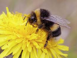 Image result for Bombus terrestris