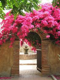 Arbuste Mediterraneen Qui Respire L Exotisme Bougainvillier Beaux Jardins Jardins Bougainvillier