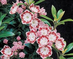 Find help and information on kalmia latifolia 'minuet' mountain laurel calico bush, including varieties and pruning advice. Minuet Buds Blooms Nursery