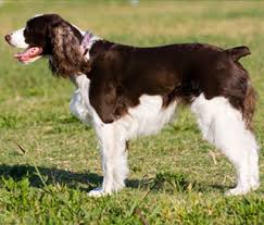 Connecticut english springer spaniel rescue. Dogs Puppies For Sale Pupcity Com