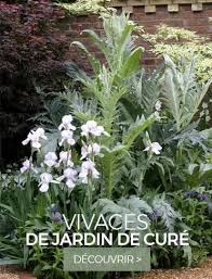 Plantes Vivaces Pour Le Jardin Vivaces Couvre Sol Vivaces D Ombre Et De Soleil Vivaces Ombre Vivaces Couvre Sol Vivaces
