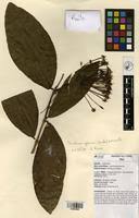 Image result for Ixora brachypoda