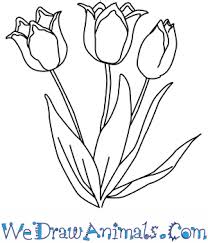 Purple tulips tulips flowers exotic flowers beautiful flowers flower clipart png art floral flower images flower art acrylic art. How To Draw A Tulip Flower