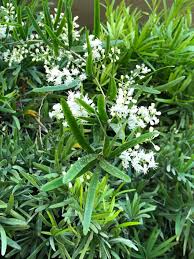 Image result for Asparagus falcatus